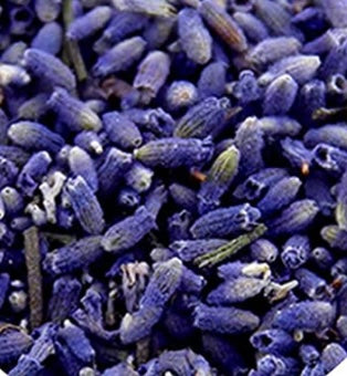 Organic Dried  French Lavender Botanical